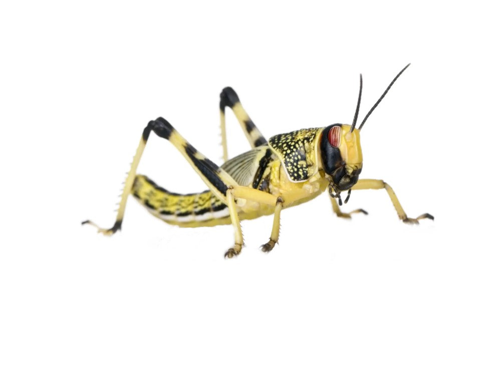 LOCUST X-LARGE (5TH)