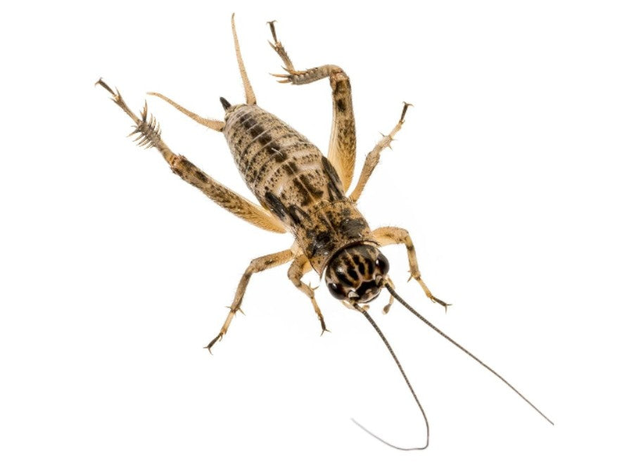 SILENT BROWN CRICKETS MEDIUM (4TH)
