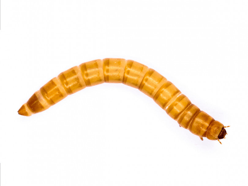 MEALWORM STANDARD