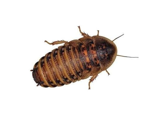 DUBIA COCKROACHES LARGE