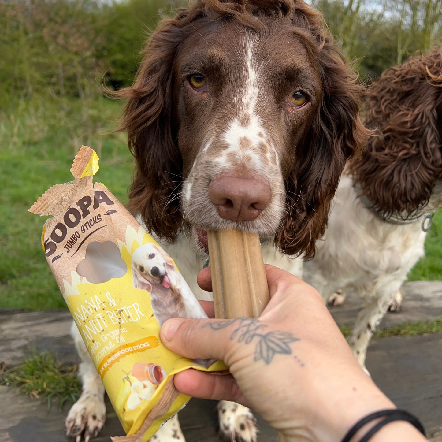 Banana & Peanut Butter Jumbo Dental Stick