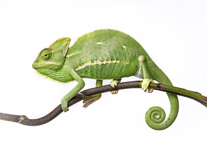 Yemen Chameleon