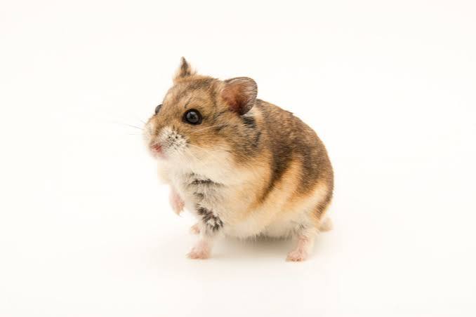 Dwarf Hamsters