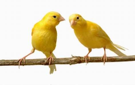 Canary