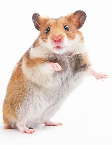 Syrian Hamster