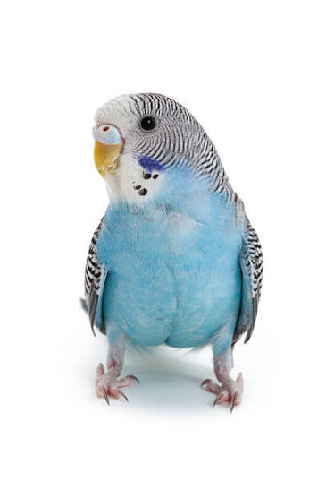 Budgie