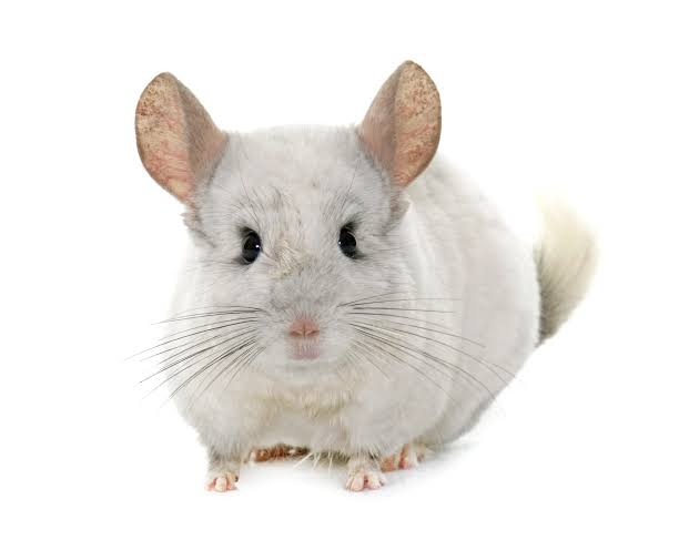 Chinchilla