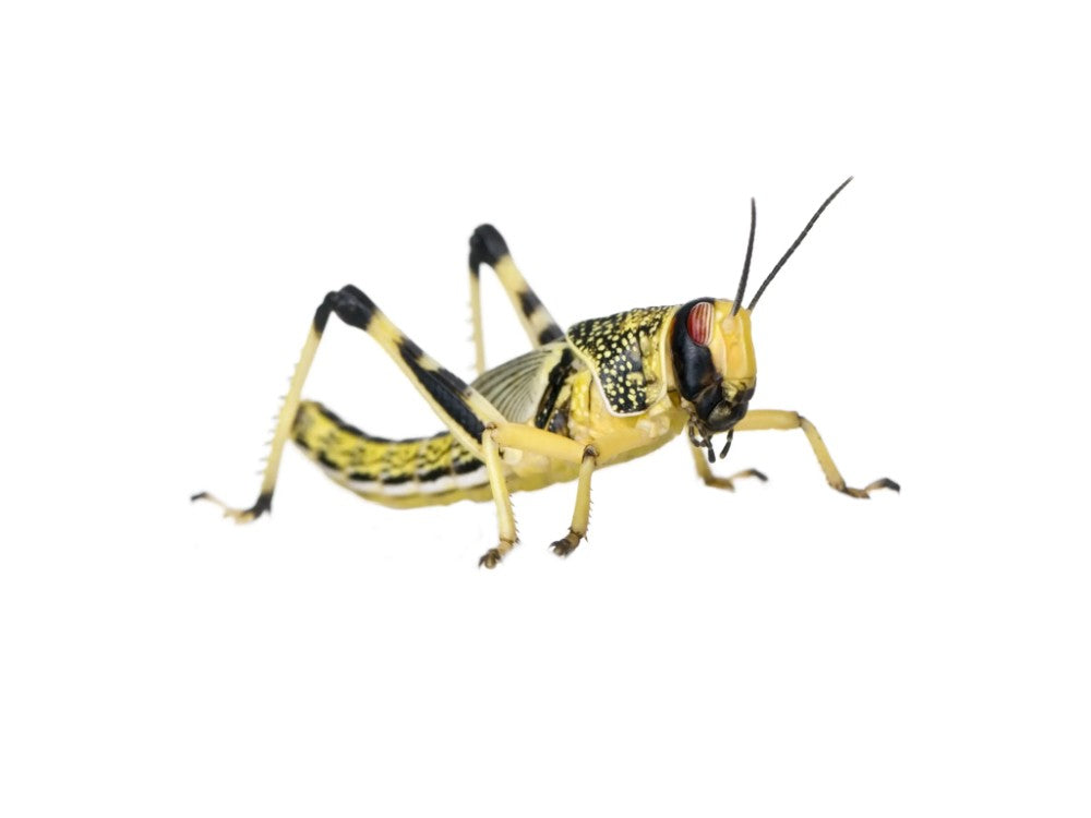 LOCUST LARGE (4TH)