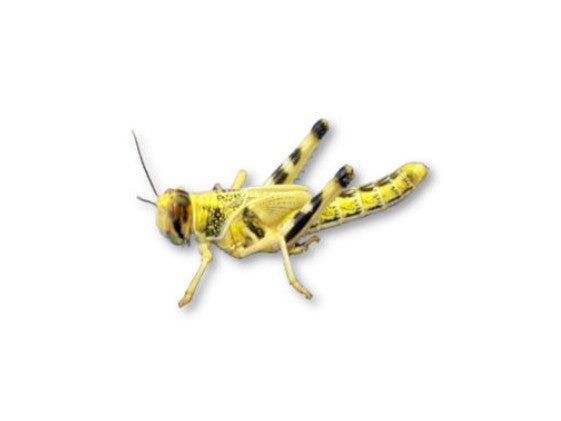 LOCUST SMALL