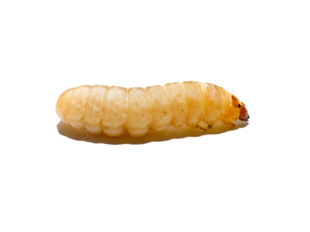 WAXWORM