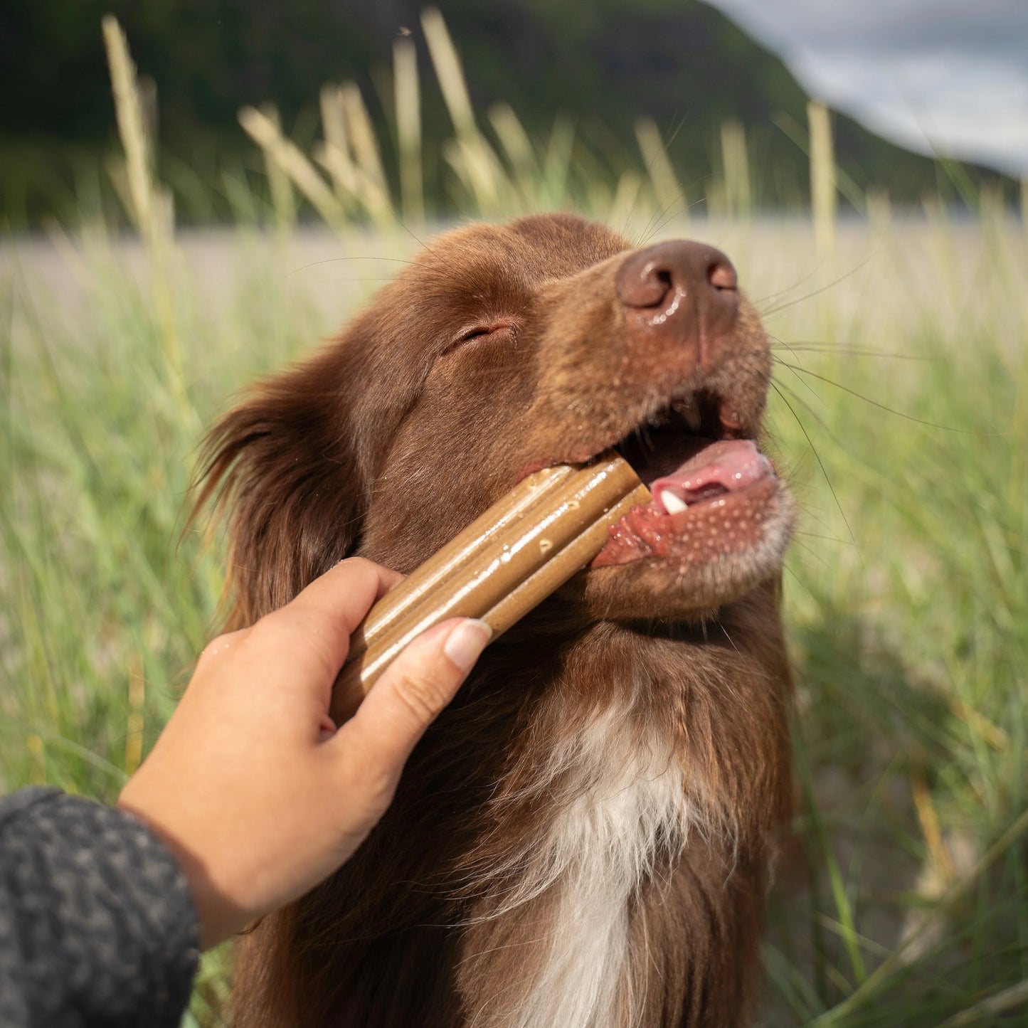 Carrot & Pumpkin Jumbo Dental Stick