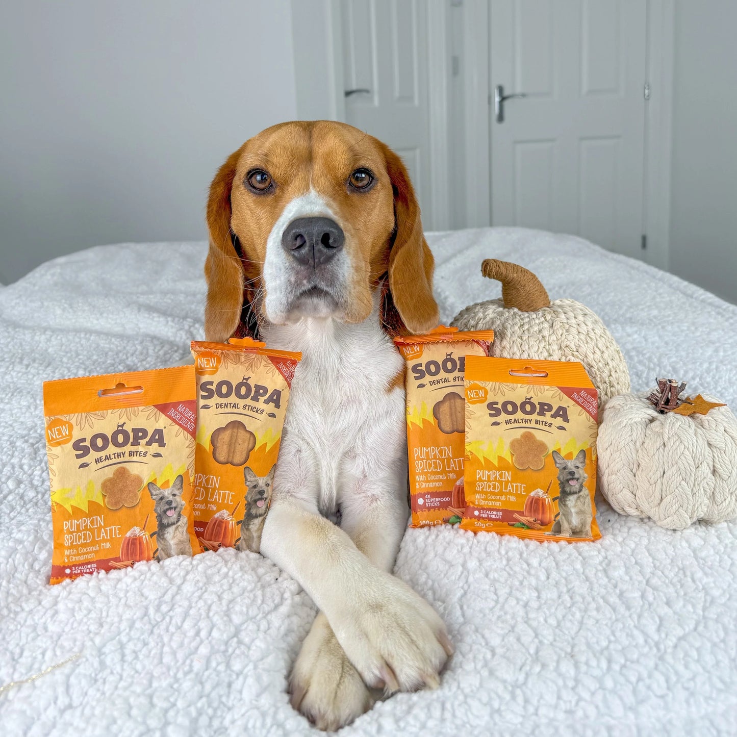 Pumpkin Spiced Latte Dental Stick