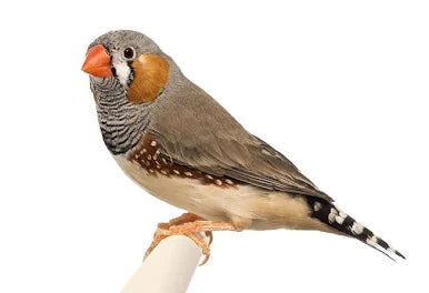Zebra Finch
